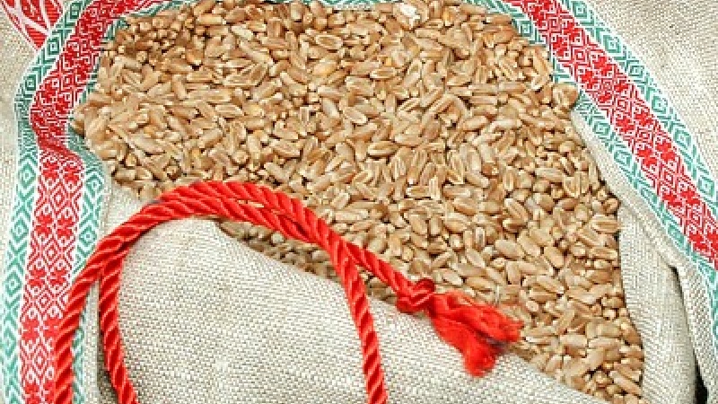Яровая пшеница — сорт «Koksa» («Кокса»)