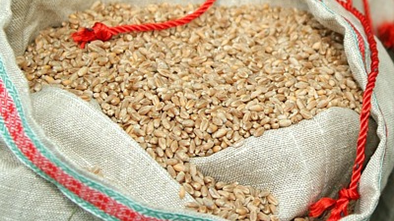 Озимая пшеница — сорт «Sukces» («Сукцес»)