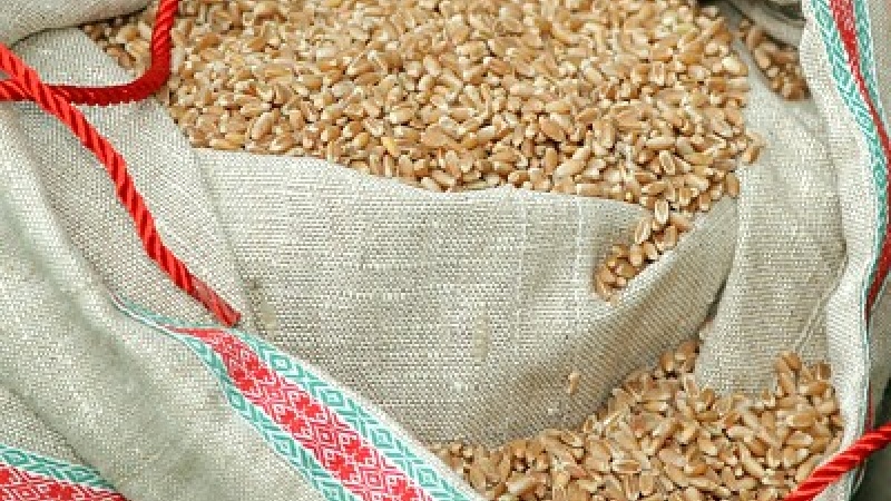 Яровая пшеница — сорт «Torka» («Торка»)