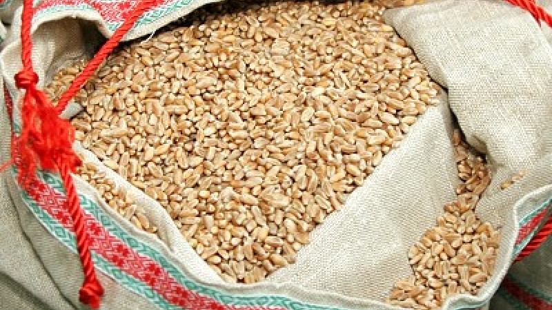 Озимая пшеница (белорусский сорт) — «Сюита» («Suita»)