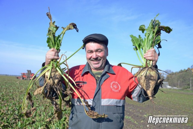 В СПК «Прогресс-Вертелишки» убирают сахарную свеклу